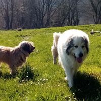 Lewys de l'Ange des Vosges du Nord