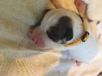 CHIOT