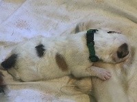 CHIOT