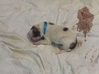 CHIOT